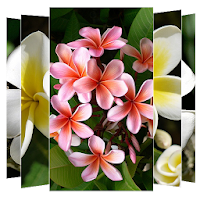 Plumeria Flower Wallpapers