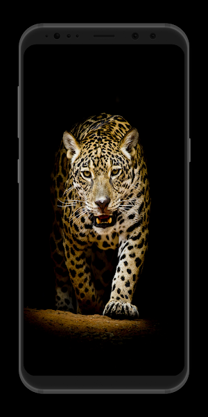 Leopard Wallpaper HD Screenshot 1