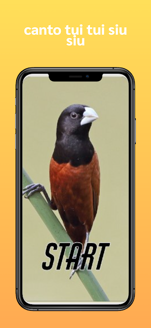 Canto Tui Tui Siu Siu Screenshot 0