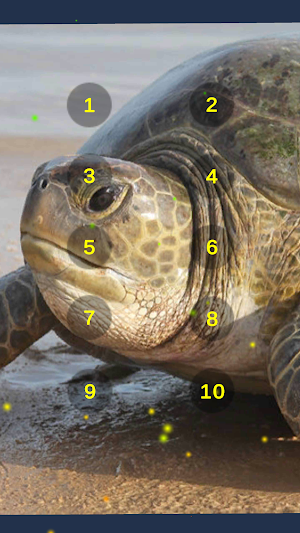 Tiny Turtle Growl Roar Sounds Screenshot 2