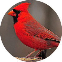 Cardinal bird sounds