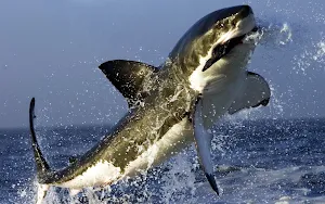 Shark Wallpapers Screenshot 0
