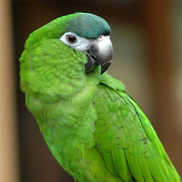Parrot Sounds