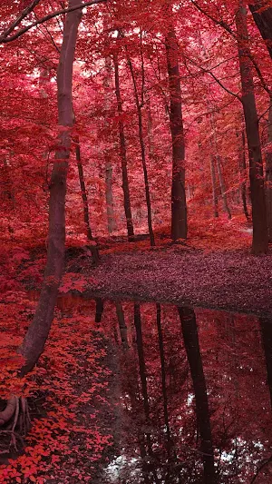 Autumn Wallpapers Screenshot 1