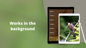 Red-whiskered Bulbul Sounds Screenshot 2