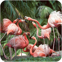 Flamingo HD Wallpapers