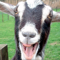 Screaming goat ringtone
