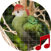 Bird sounds ~ Sboard.pro
