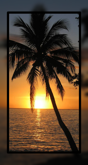 Palm Tree Wallpaper HD Beach Screenshot 0