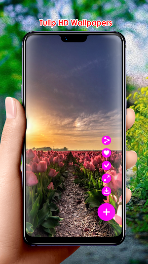 Tulip HD Wallpapers Screenshot 0