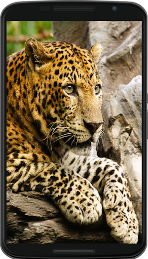 animal wallpaper Screenshot 3