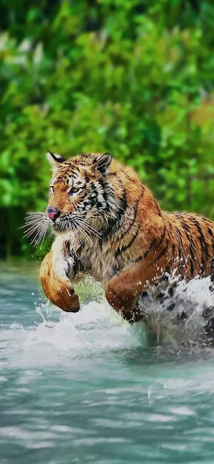 Tiger Video Wallpaper Screenshot 3