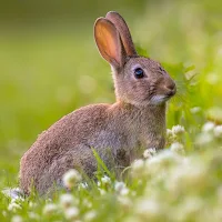 Rabbits Wallpapers