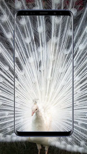 Peacock Wallpapers Screenshot 1