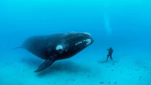 Blue Whale Revange Screenshot 3