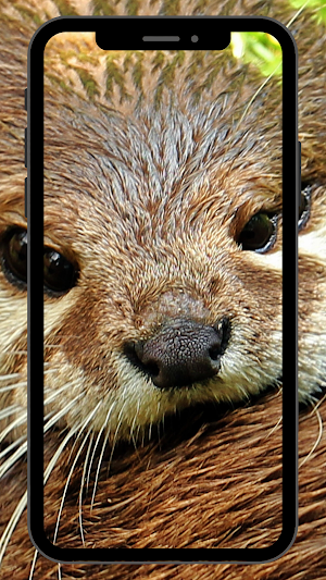 Otter UHD Wallpapers Screenshot 0