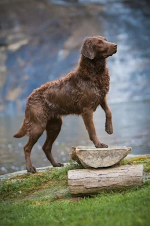 Chesapeake Retriever Wallpaper Screenshot 3