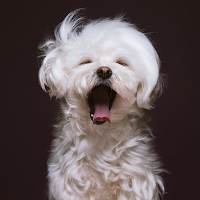 Maltese Dog Wallpapers