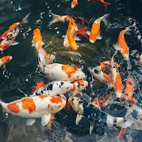 Koi Fish Wallpapers HD