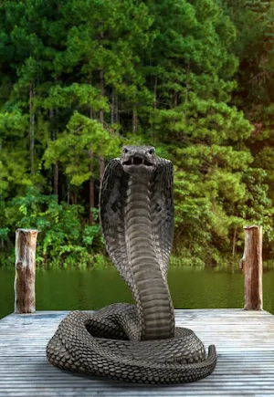 Cobra Attack Live Wallpaper Screenshot 0