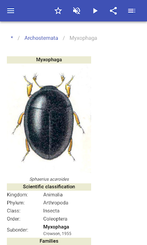 Beetles Screenshot 2