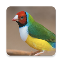 Canary Bird Singing ~ Sclip.app
