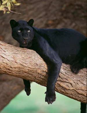 Black Panther Wallpaper HD Screenshot 0
