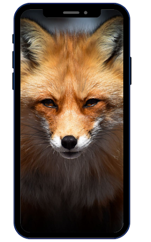 Fox HD Wallpapers Screenshot 0