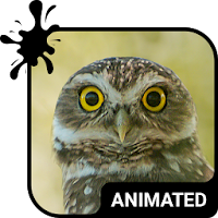 Funny Owl Animated Keyboard + 