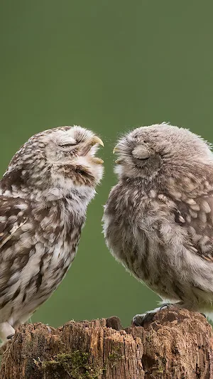 Cute Owl Wallpaper Screenshot 0