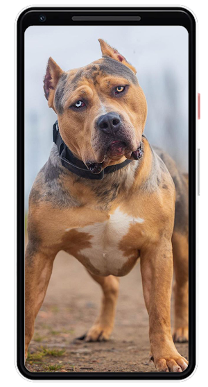 Pitbull Wallpapers Screenshot 0