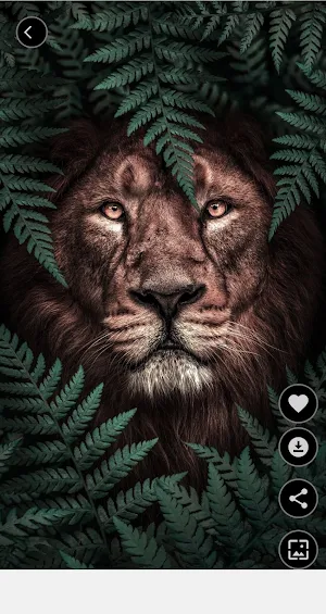 Lions Pictures HD Offine Screenshot 1
