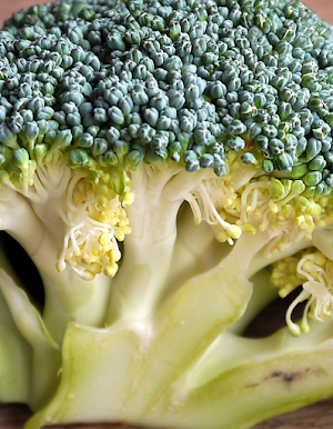 Broccoli Explanation Screenshot 2