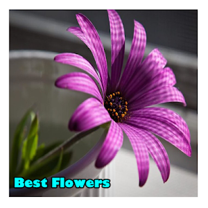 Best Flowers Screenshot 0