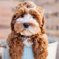 Poodle Dog Wallpapers