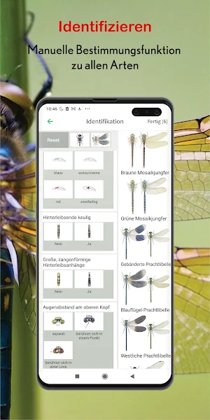 Libellen Id Europa - mit Fotoerkennung Screenshot 2