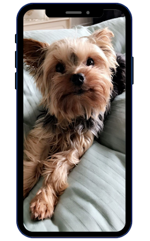 Yorkshire terrier Wallpapers Screenshot 1