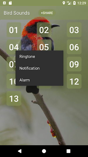 Scarlet-backed flowerpecker Sounds Screenshot 1