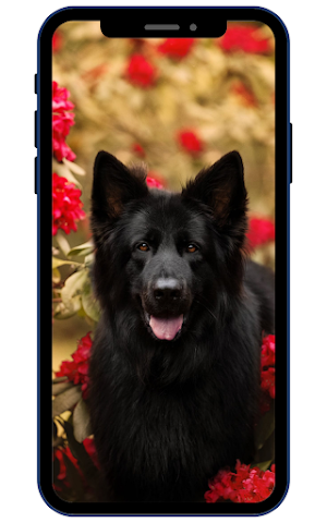 German Shepherd Wallpapers Screenshot 2