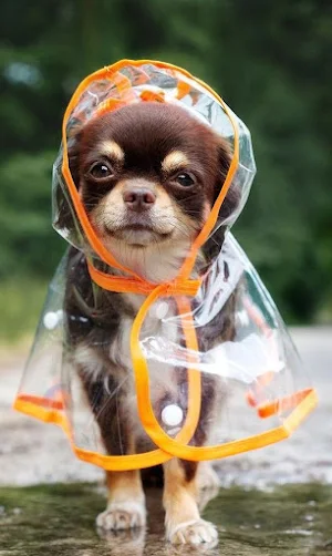 Chihuahua Dog Wallpapers Screenshot 0