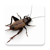 Cricket insect Sound Collectio