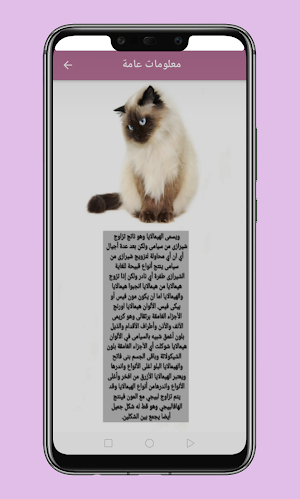 himalayan cat Screenshot 3
