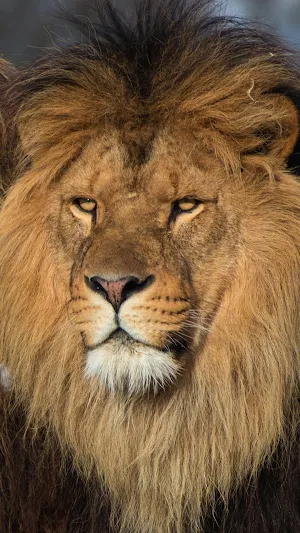 Lion Wallpaper HD Screenshot 2