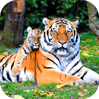 Tiger Wallpaper 2024