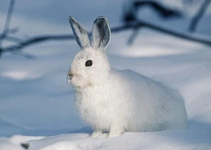 Rabbit wallpapers Screenshot 1