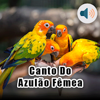 Canto Do Azulão Fêmea