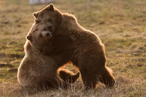 Cute Bear Wallpaper Screenshot 0