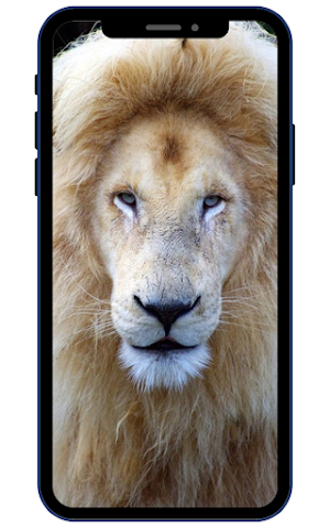 White Lion Wallpapers Screenshot 3