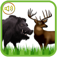 Sounds of Deer and Boar Caller