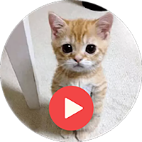 Cat Animated Stickers